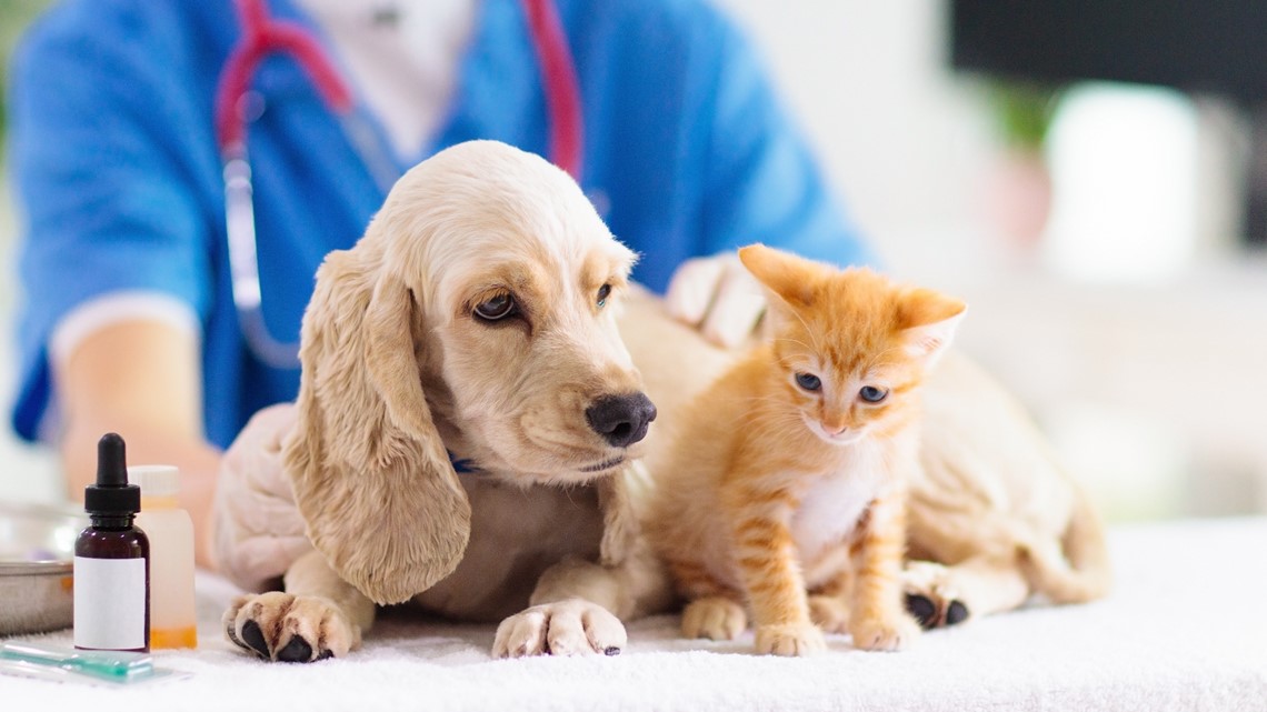 Dogs get colds, too — ways to protect your pet's health – WTSP.com