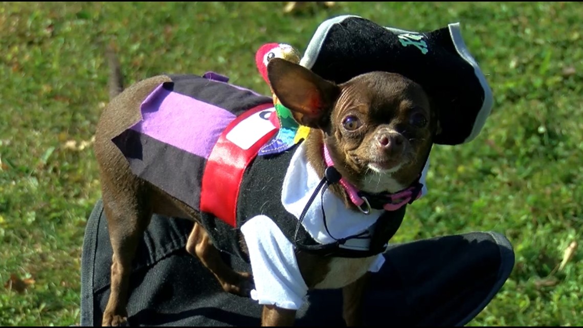 Pet costume contest benefits Toledo Humane Society – WTOL