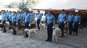 Day of Dog: Nepal Police awards 'Dog of the year' medal to best-performing sniffer – msnNOW