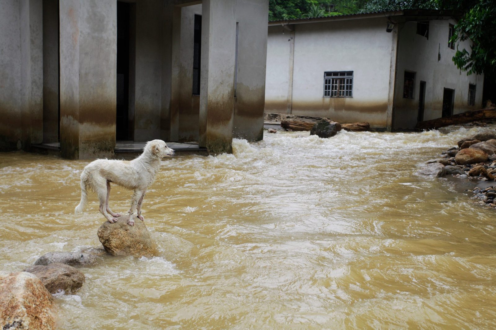 How This Florida Rescue is Helping Animals Impacted by Hurricane Ian – One Green Planet