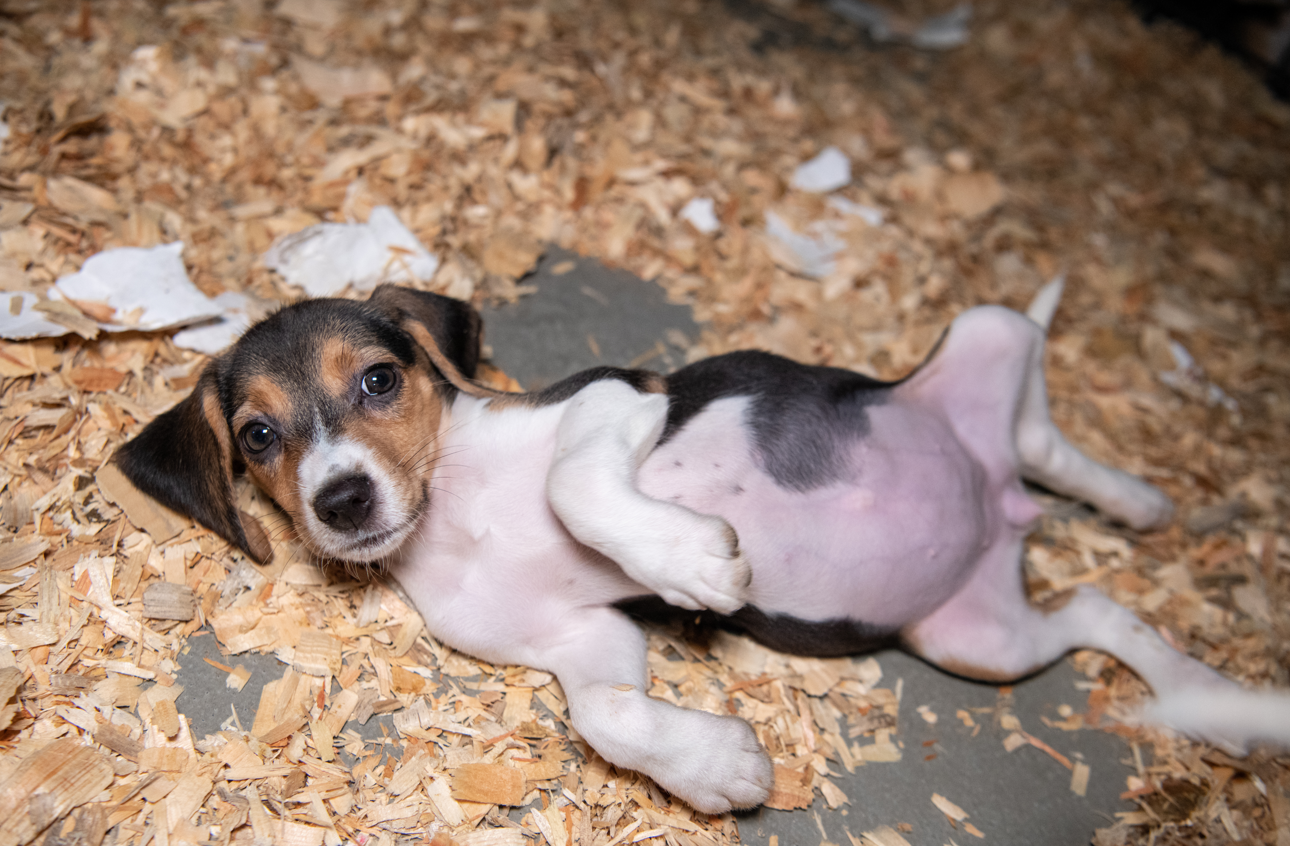 Breaking: Last beagle of thousands spared from testing arrives at our care center – The Humane Society of the United States