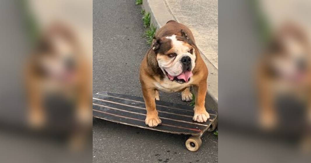 Sutherland Shire skateboarding dog Giotto has got the moves – South Coast Register