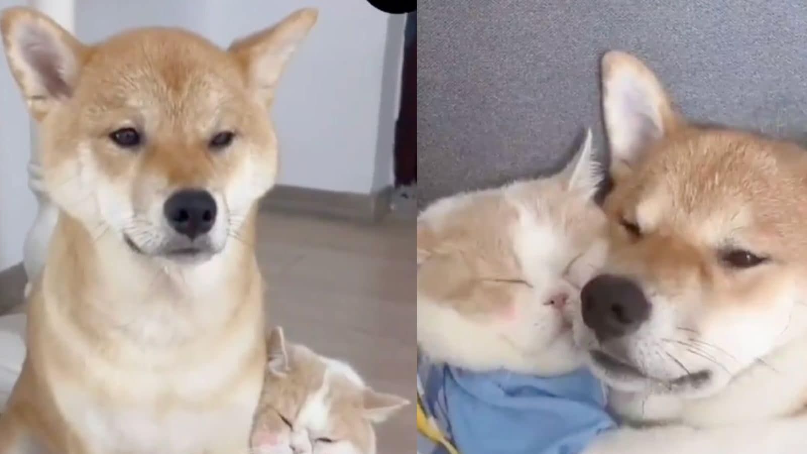 Internet's Most Adorable Pet Duo Has Left the Netizens in Complete Awe – News18