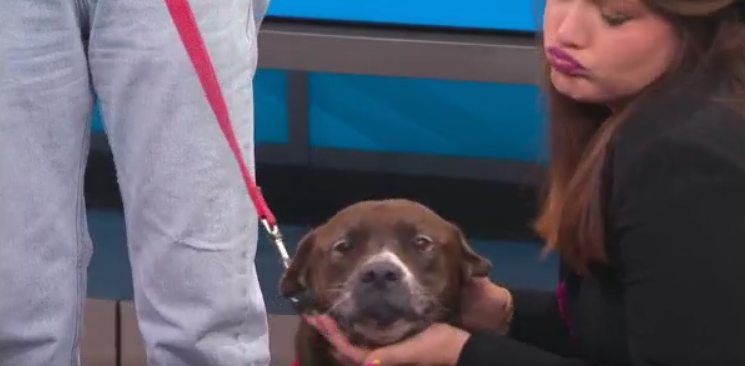 News13 Pet of the Weekend: Dre – WBTW