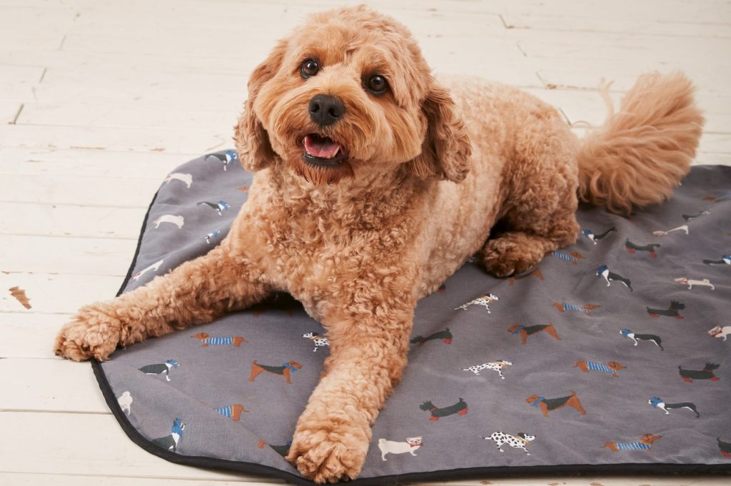 First look: FatFace launches pets range – Drapers