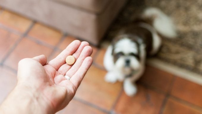 Digoxin Toxicity in Dogs: Symptoms, Causes, & Treatments – DogTime