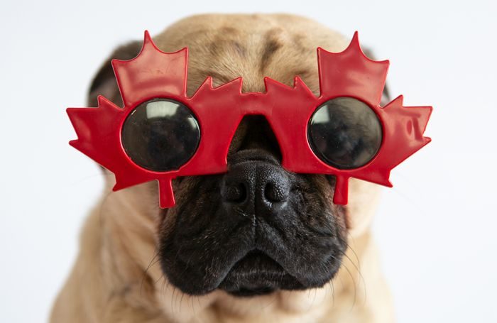 Canadian dog, cat, other pet food companies' 2021 revenue – PetfoodIndustry.com