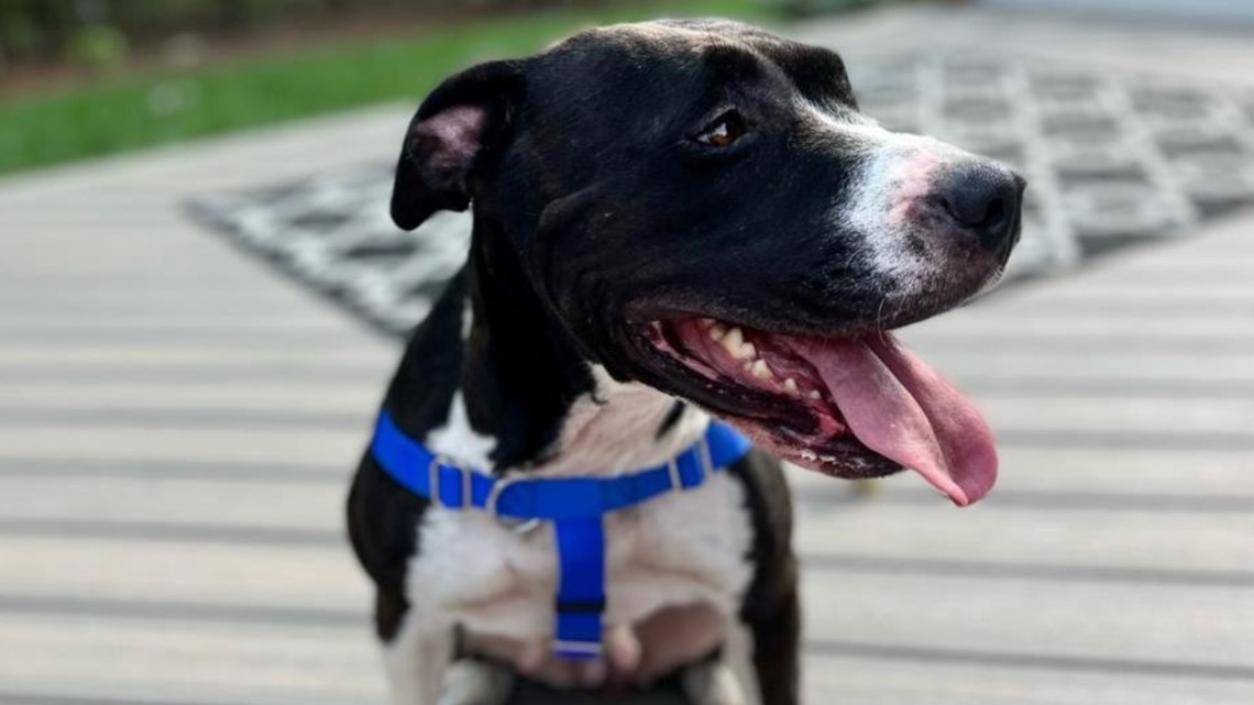 Charlotte dogs in desperate need of adoption – WCNC.com