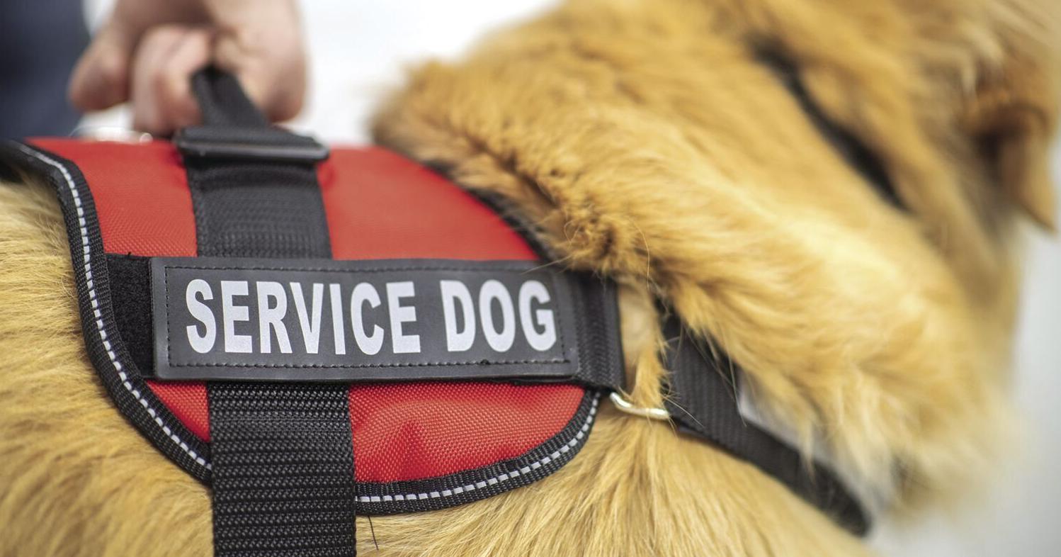 Dog lovers wanted: Duke's Puppy Kindergarten seeks volunteers to boost service dogs – Greensboro News & Record