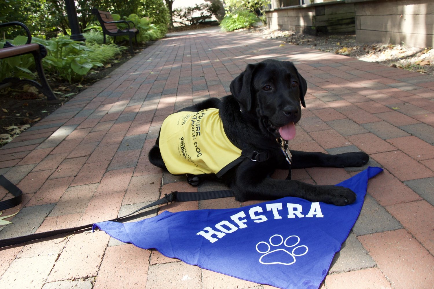 Future guide dogs set paws on Hofstra’s campus – The Hofstra Chronicle