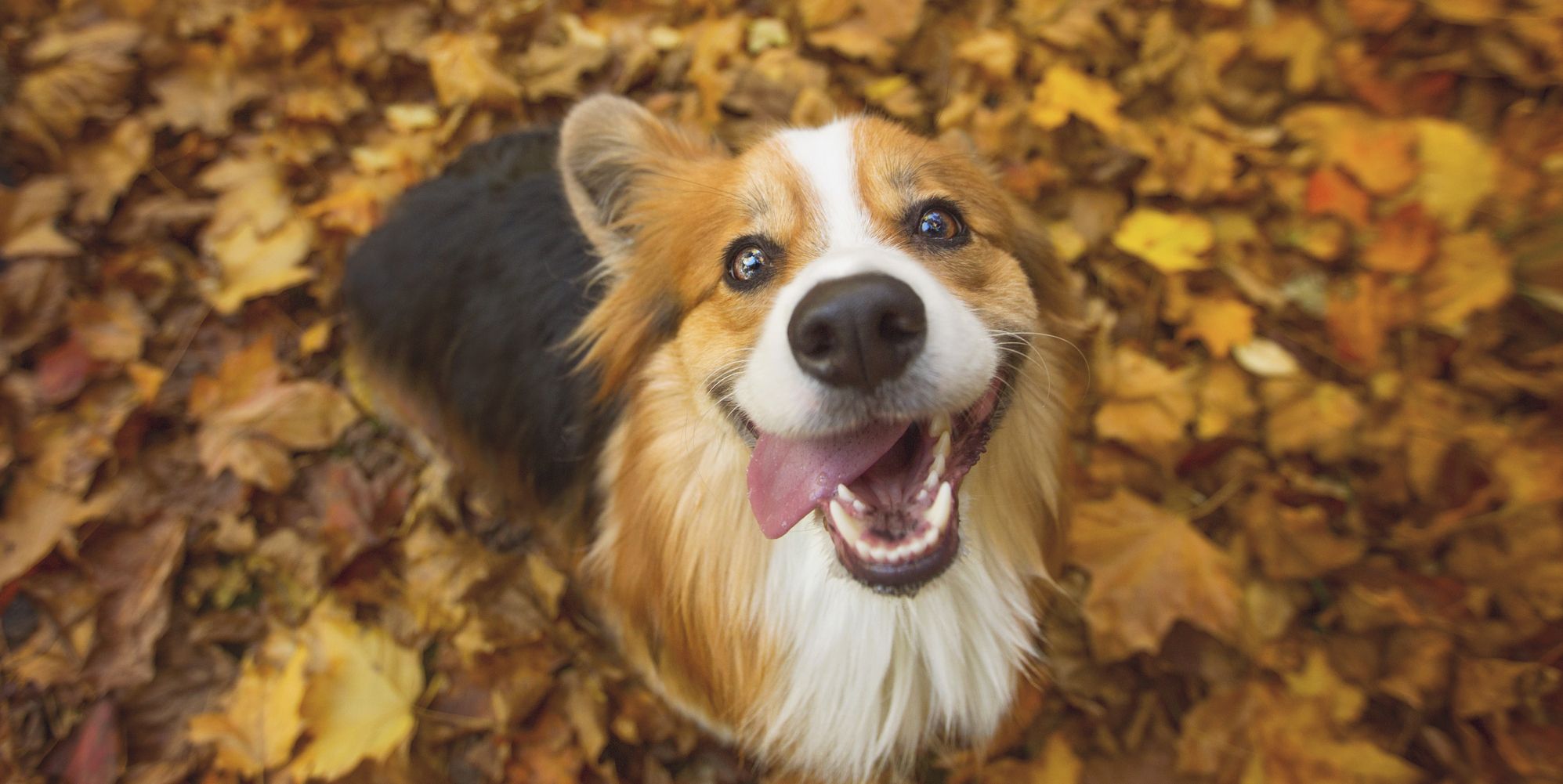 Allow These Experts to Explain Your Dog's Behaviors – Good Housekeeping