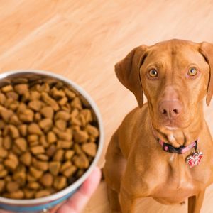 Dog food buying guide for Australians: What owners need to know – finder.com.au