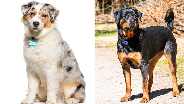 Aussie Rottie Breed Pictures, Characteristics, and Facts – DogTime