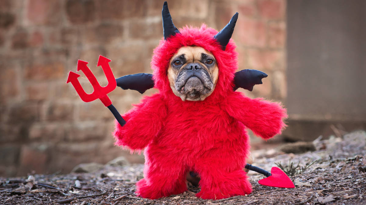 'Pets are not fashion accessories': Stark warning for pet owners ahead of Halloween – LBC