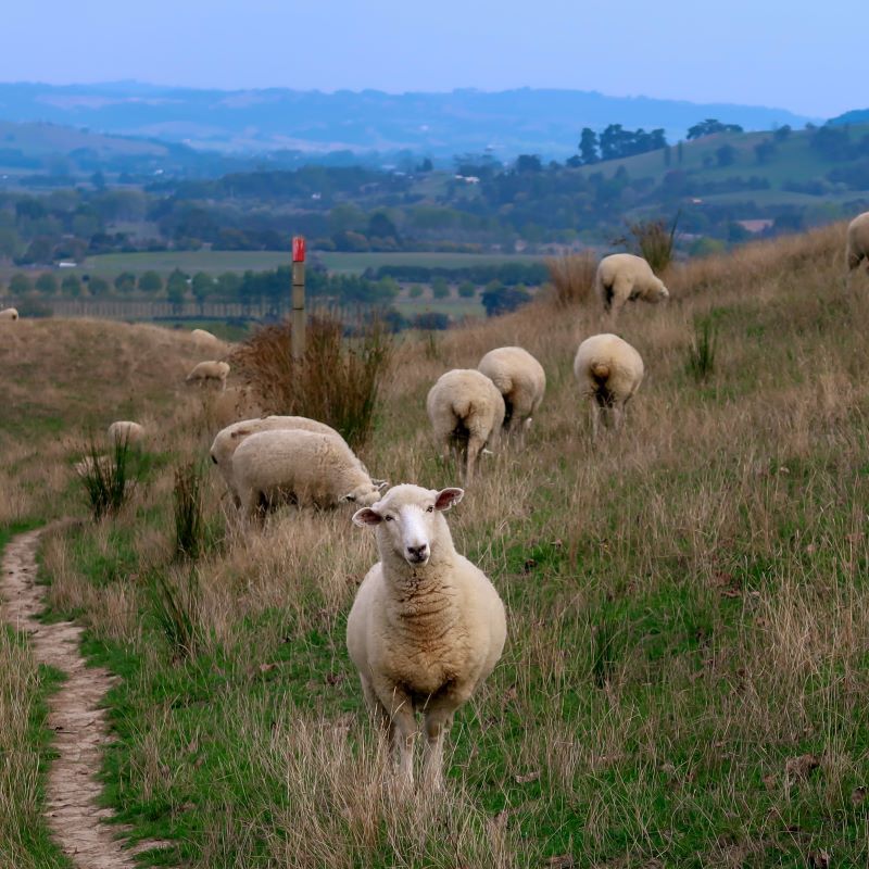 New Zealand bans live animal exports in 2023 after 6,000 cattle and 41 sailors lost in storm – Food Ingredients First