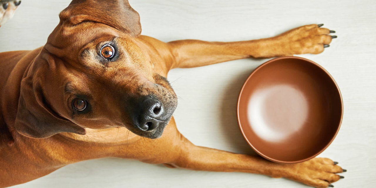 9 Best Dog Food Brands in 2022: Hill's Science Diet, Merrick, Purina Pro Plan – Self