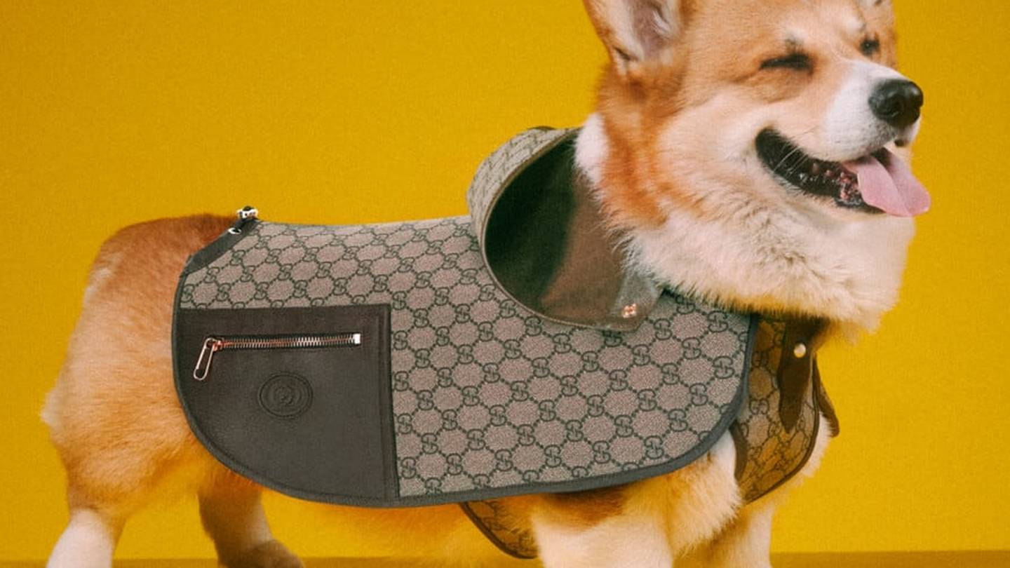 Which designer brands, accessories and clothes are a dog's best friend? – The National