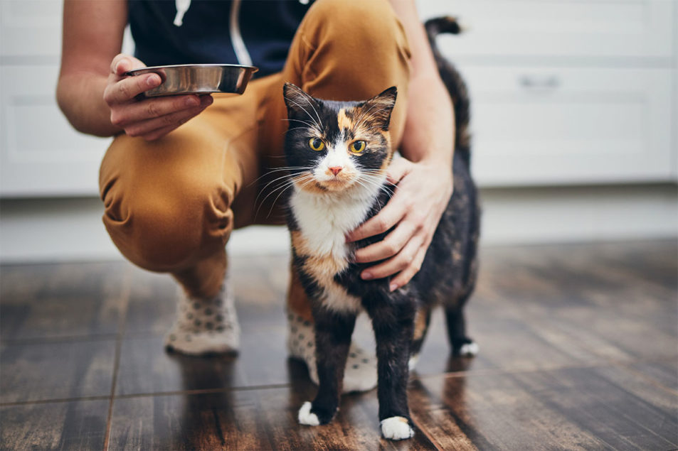 Packaged Facts details rise in senior pet ownership – Pet Food Processing