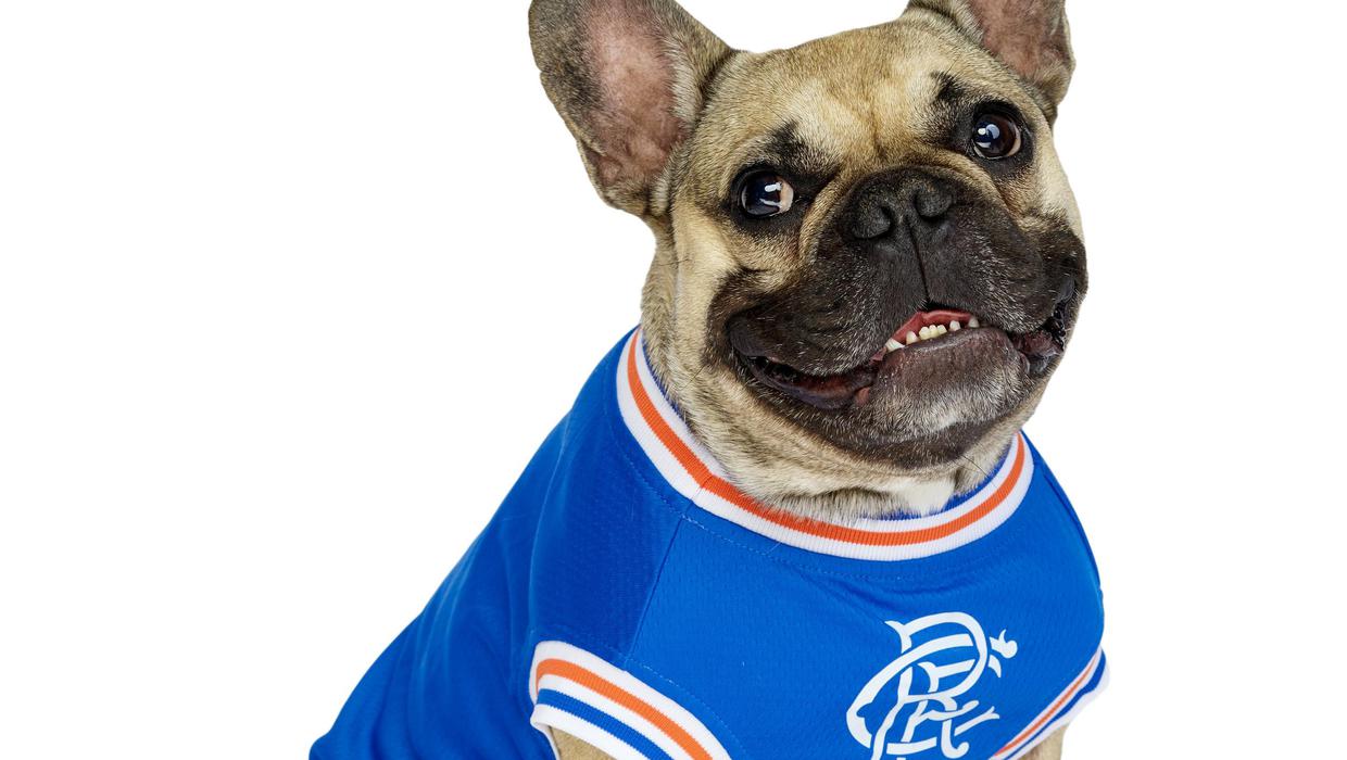 Co Down company to sell officially licensed Rangers shirt for dogs – Belfast Telegraph