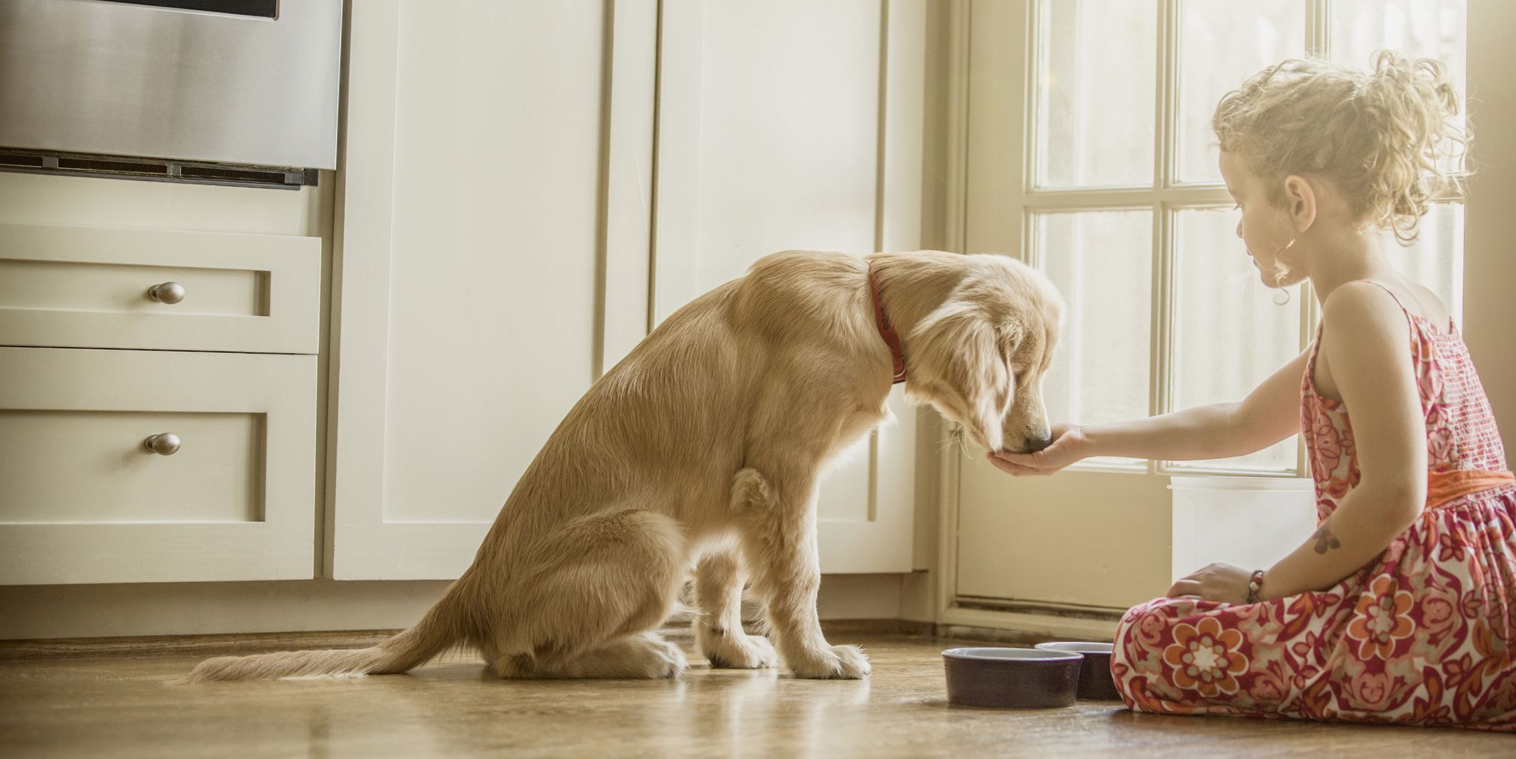 5 Signs It Could Be Time to Switch Up Your Dog's Kibble – Good Housekeeping