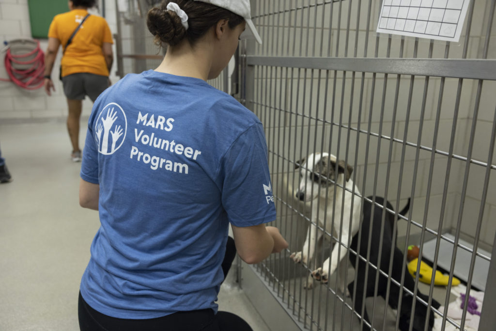 Mars Launches Animal Shelter Volunteer Program to Address Urgent Crisis – Pet Age