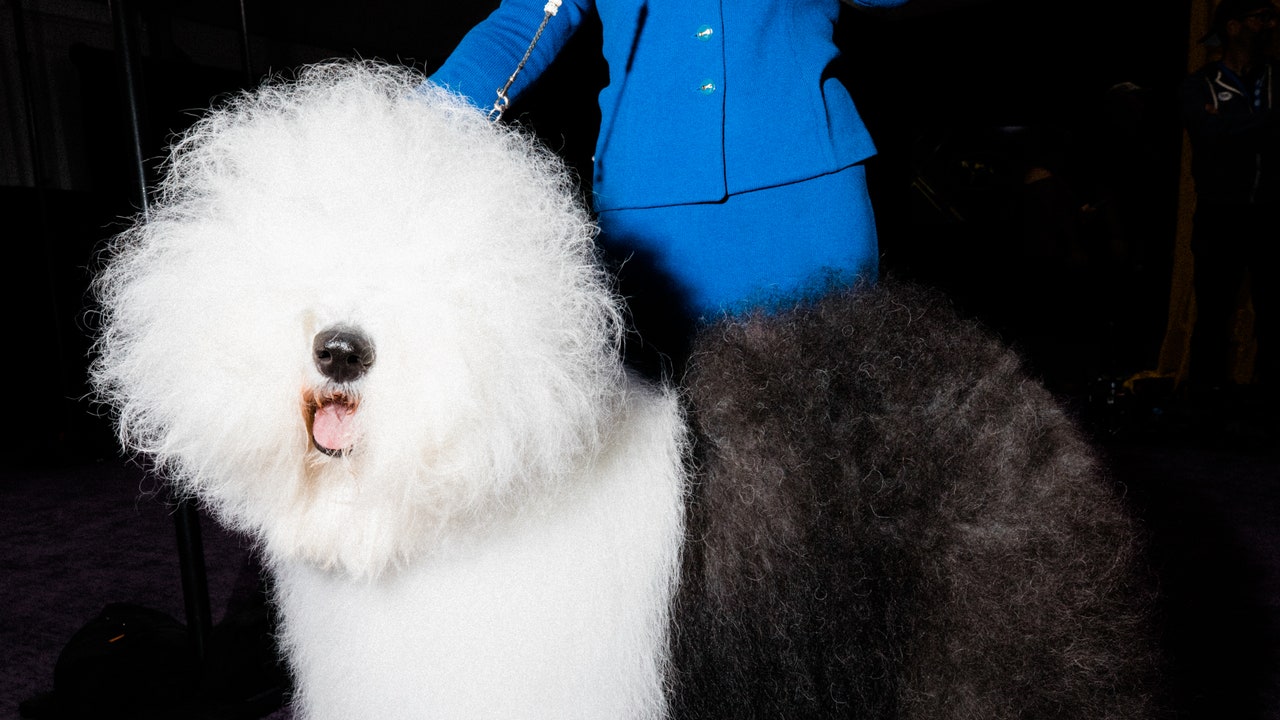 At the 2022 Westminster Dog Show, Everyone Was a Winner – Vogue