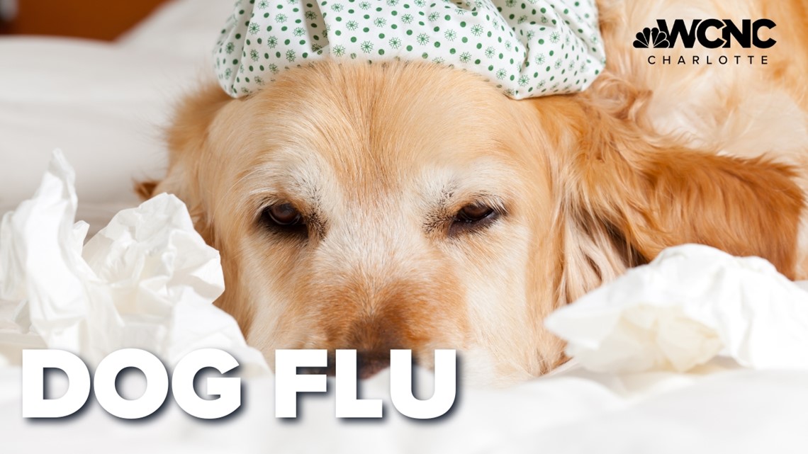 Veterinarians warn of highly contagious, severe dog flu spreading in Charlotte – WCNC.com