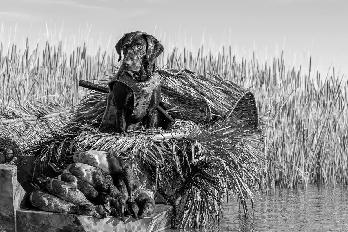 Best Retriever Gear of 2022 – Wildfowl – Wildfowl Magazine