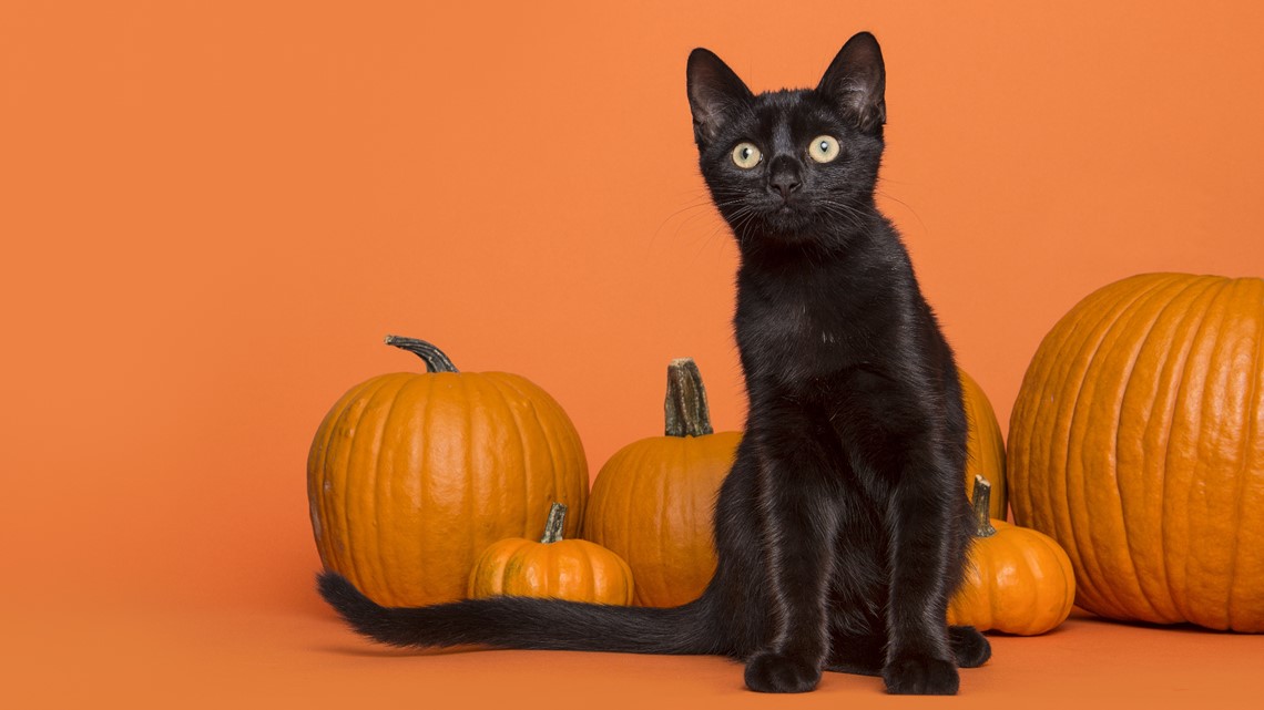 National Black Cat Day: Share your best photos with 9NEWS – 9News.com KUSA