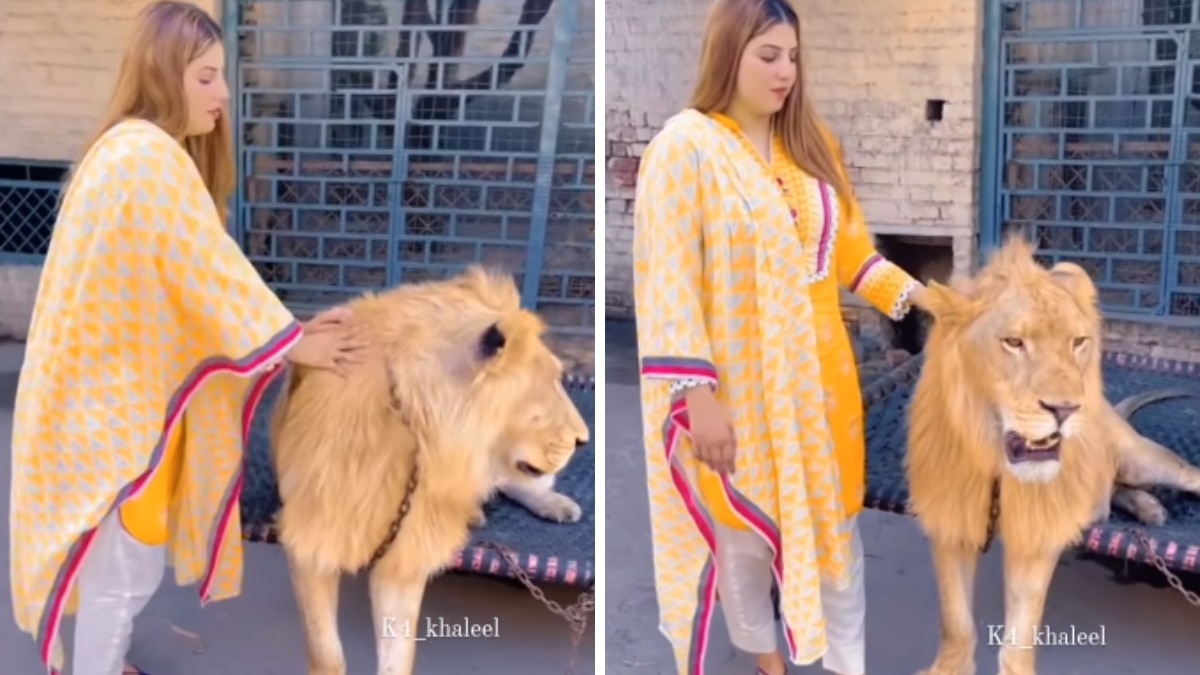 Woman pets lion in viral video. Internet is really very angry – India Today