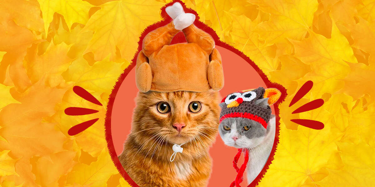 7 Thanksgiving Cat Outfits For Cats Who Don't Mind Dressing Up – The Dodo