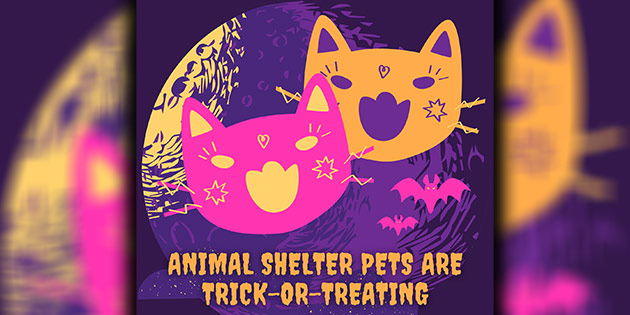 Lowndes Co. Animal Shelter pets are trick-or-treating – ValdostaToday.com