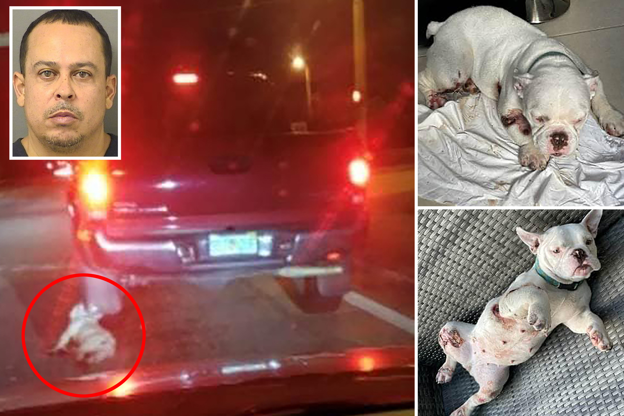 Florida man charged with animal cruelty after dragging dog behind pickup truck – New York Post