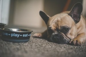 Are whole food diets better for dogs? – Vet Candy