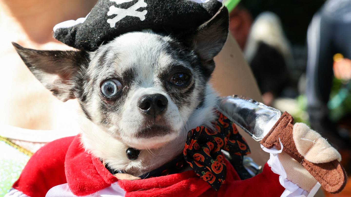 Dogs dress up in elaborate Halloween costumes for New York parade – The National