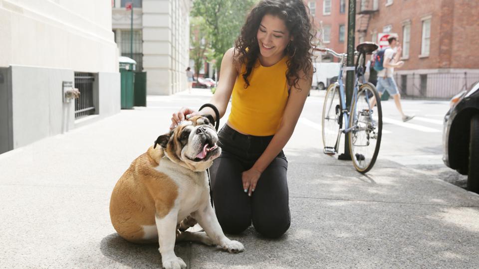 Best Pet Insurance In New York (NY) 2022 – Forbes