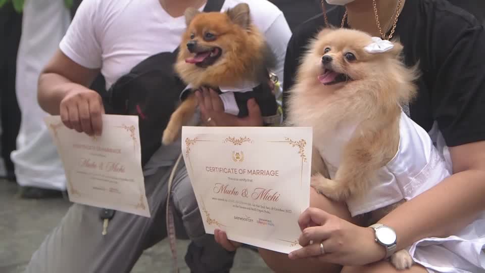 Dogs tie the knot at Philippines pet wedding ceremony – Yahoo! Voices