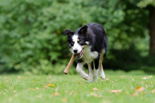 Council launches pet pop up stalls – Central Queensland Today – CQ Today