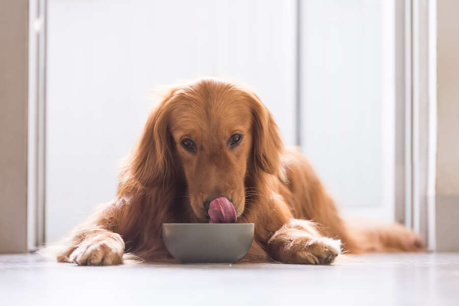 Dog-Only Restaurant Opens in San Francisco with Multi-Course Meals for Your Pup – Thrillist