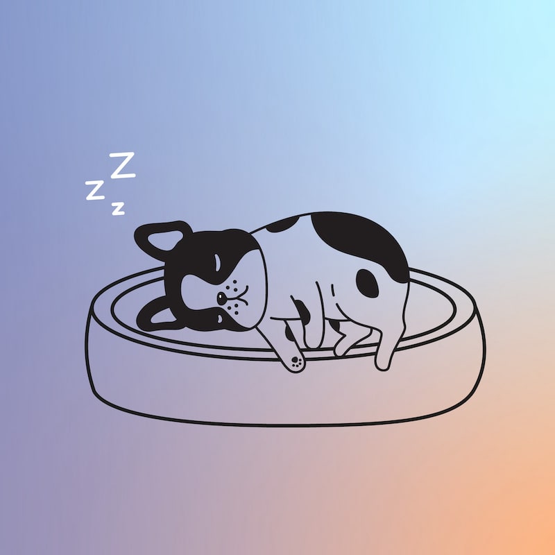 8 Dog Sleeping Positions and Their Meanings – Mattress Clarity