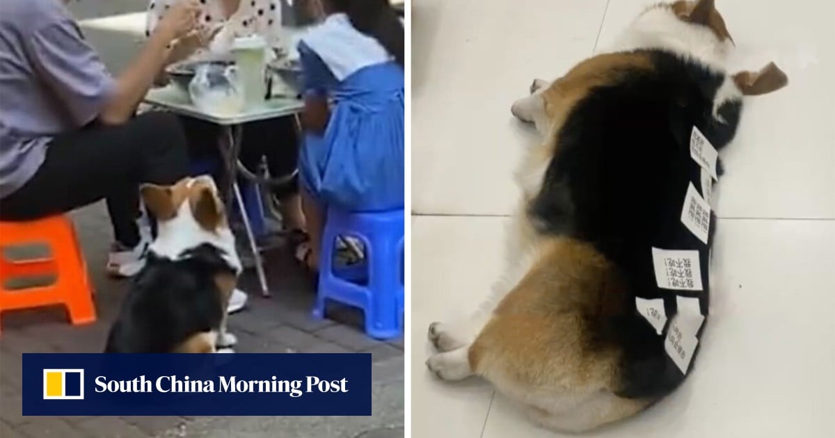 ‘I’m fat, don’t feed’: owner uses sticky note message to help corgi lose weight – South China Morning Post