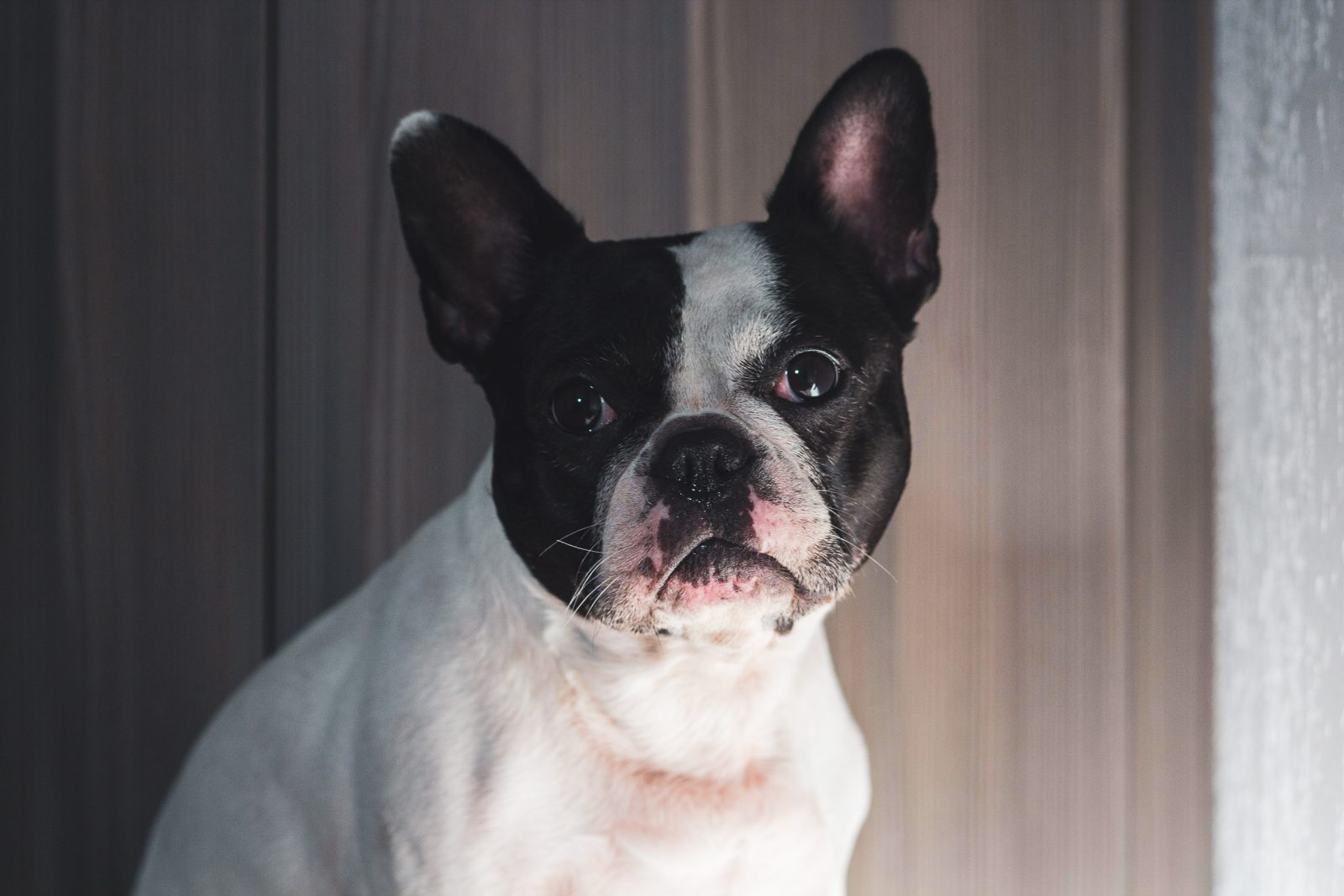 Florida Man Arrested For Animal Cruelty After Dragging Puppy Behind Truck – One Green Planet