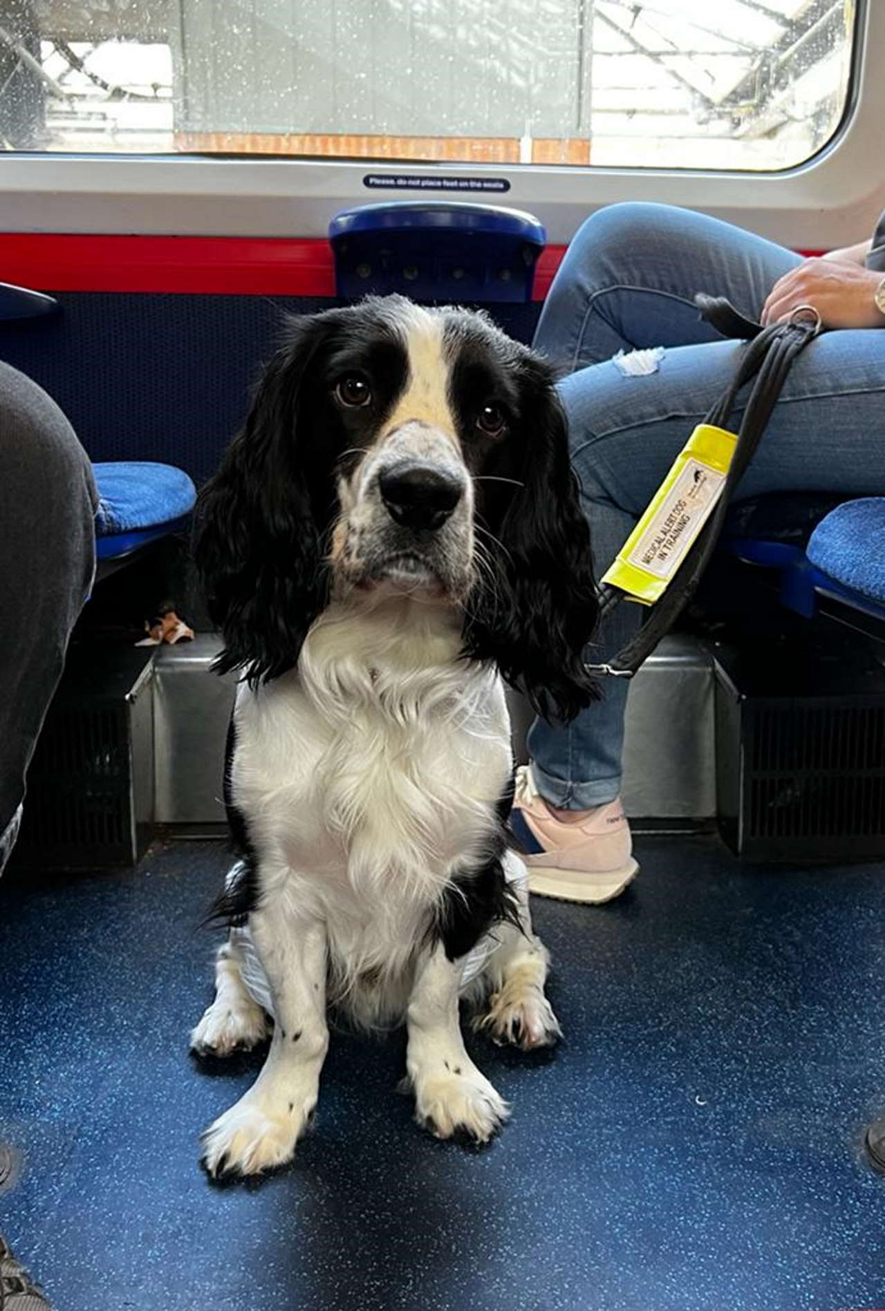 Information cards help passengers with assistance dogs – RailAdvent – Railway News