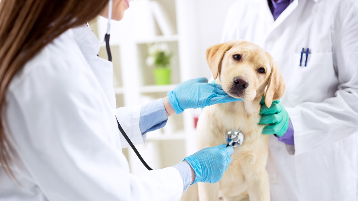 'I don't get stressed anymore': Mobile vet clinic relieves overwhelmed clinics in Charlotte – WCNC.com