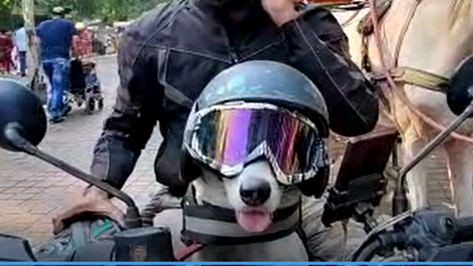 Adorable Dog With Helmet and Dark Glasses Arrives in Agra, Tourists Rush For Selfies – News18