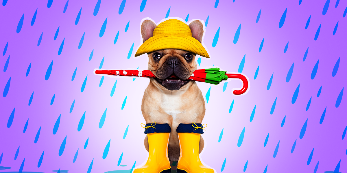 The Best Dog Rain Boots For Rainy Day Walks – The Dodo