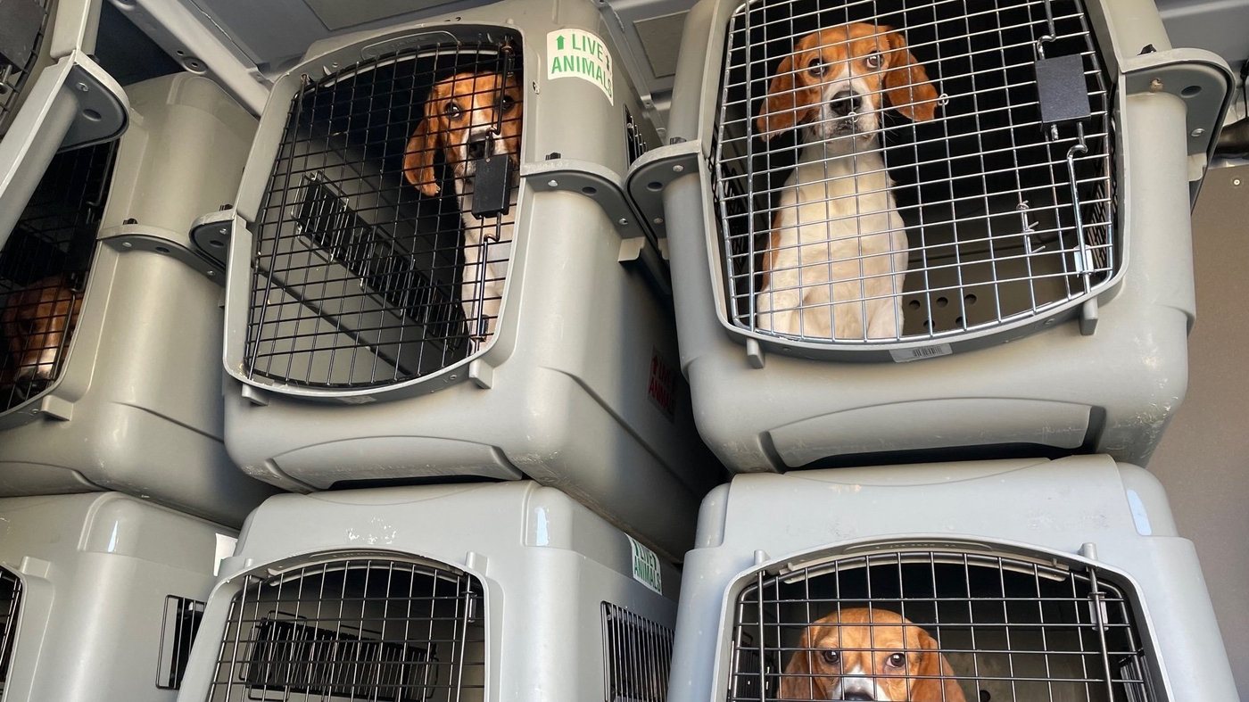 Animal rescue groups across the U.S. band together to rescue 4000 beagles – NPR