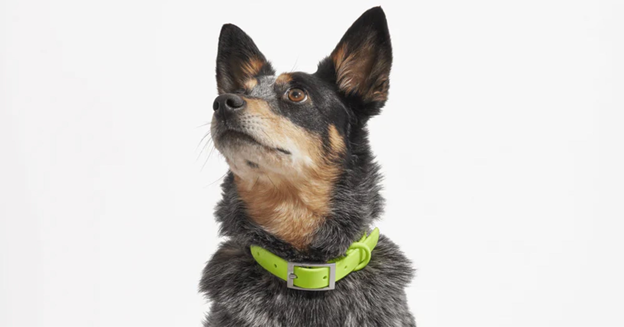 The Best Dog Collars For Every Pup Personality – Refinery29