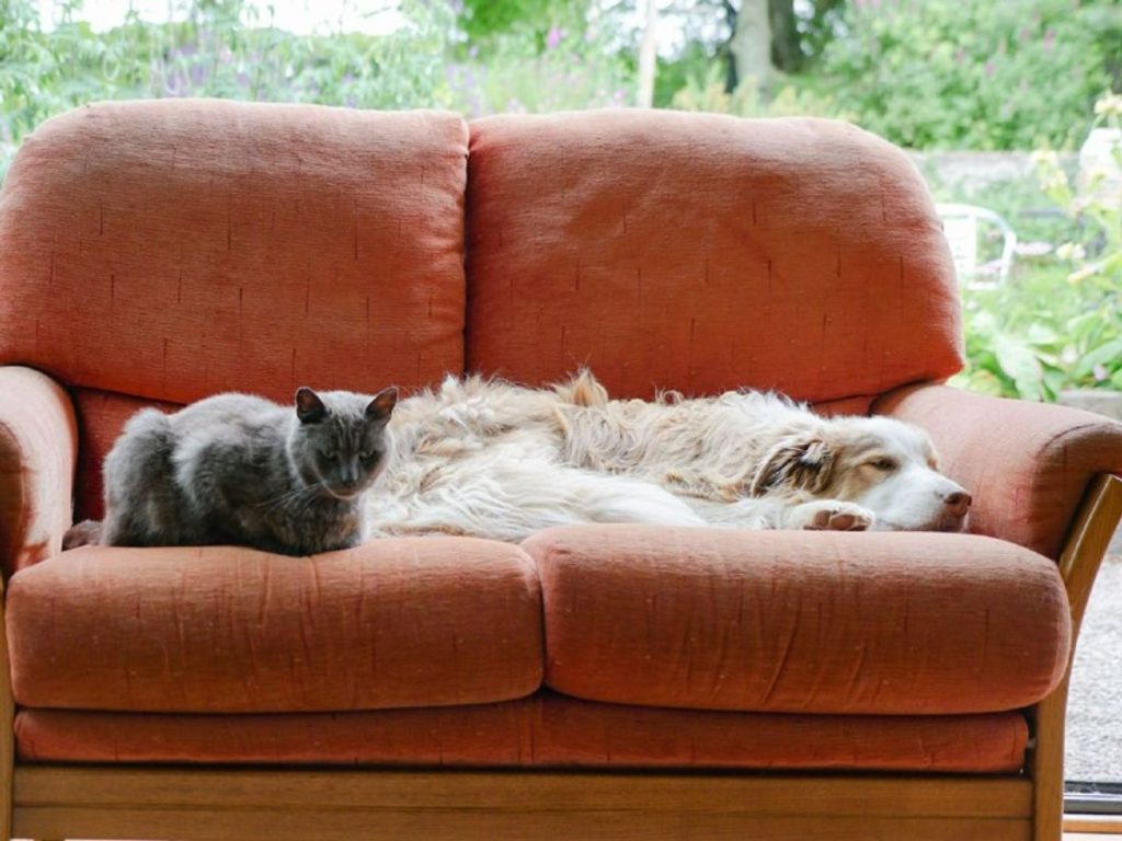 Can cats and dogs live in paw-fect harmony? -National Cat Day October 29th – DGWGO