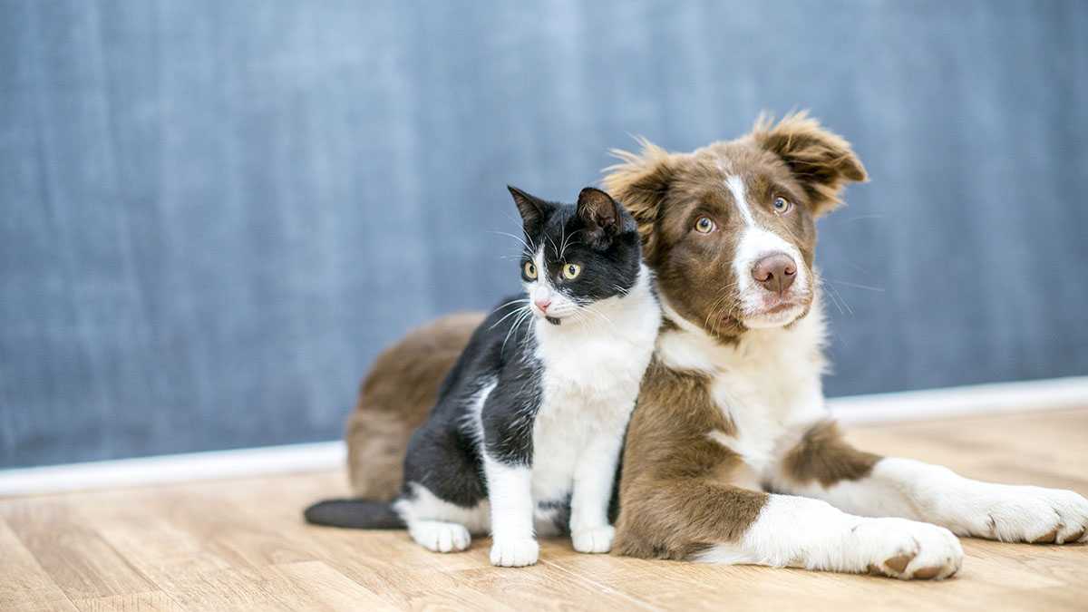 Clear The Shelters 2022 in Northern California: How to adopt a pet or donate this August – KCRA Sacramento